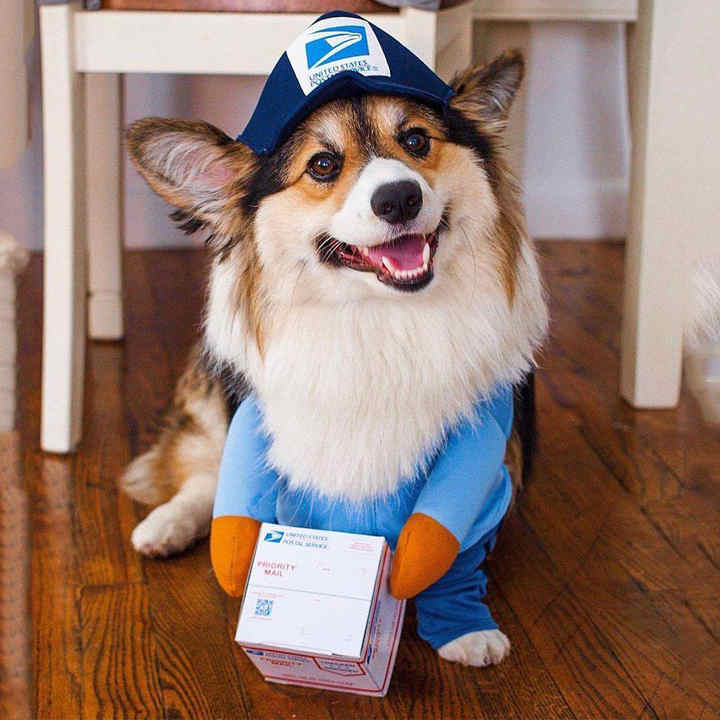 - اكسسوارات حيوانات -مستلزمات الحيوانات