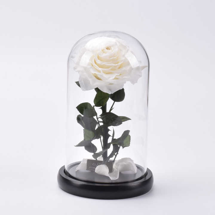 Preserved Roses in Glass Dome - Decorative Flower Gift Box