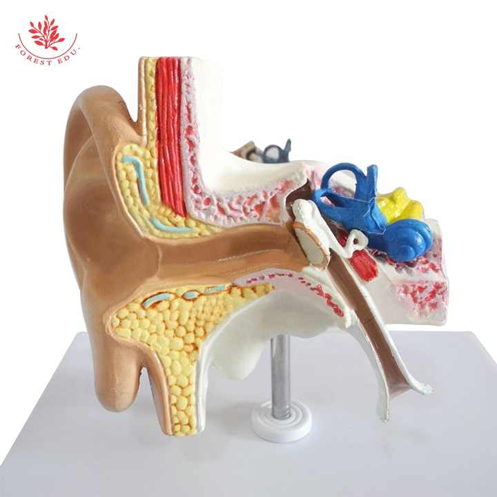 Medical devices for medical science model