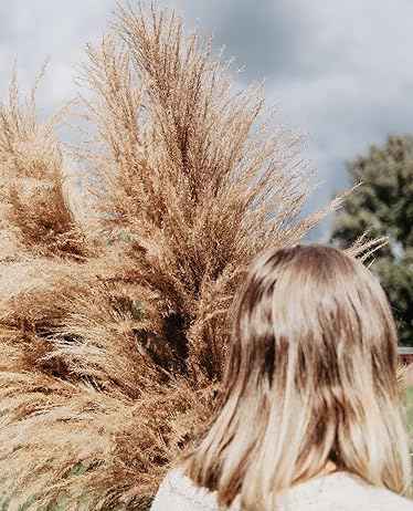 pampas grass