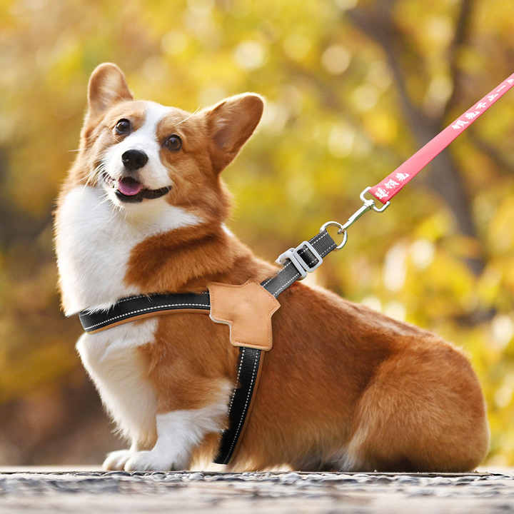 اكسسوارات حيوانات . سترة للحيوانات