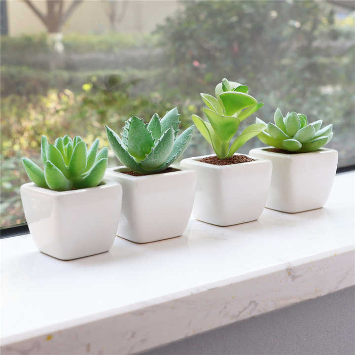 Set of 4 succulent plants. 