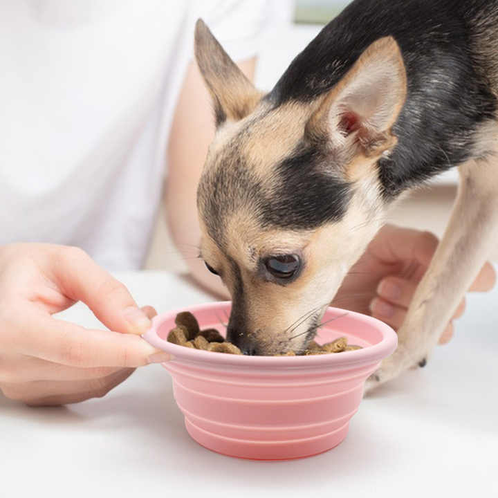 Solid Pattern Collapsible Silicone Collapsible Bowl. - Bowls &amp; Feeders 