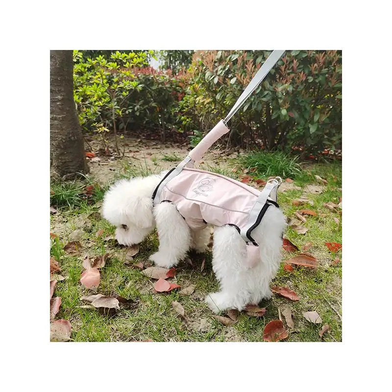 اكسسوارات حيوانات -مستلزمات الحيوانات