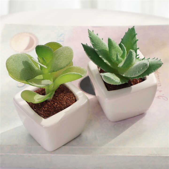 Set of 4 succulent plants. 