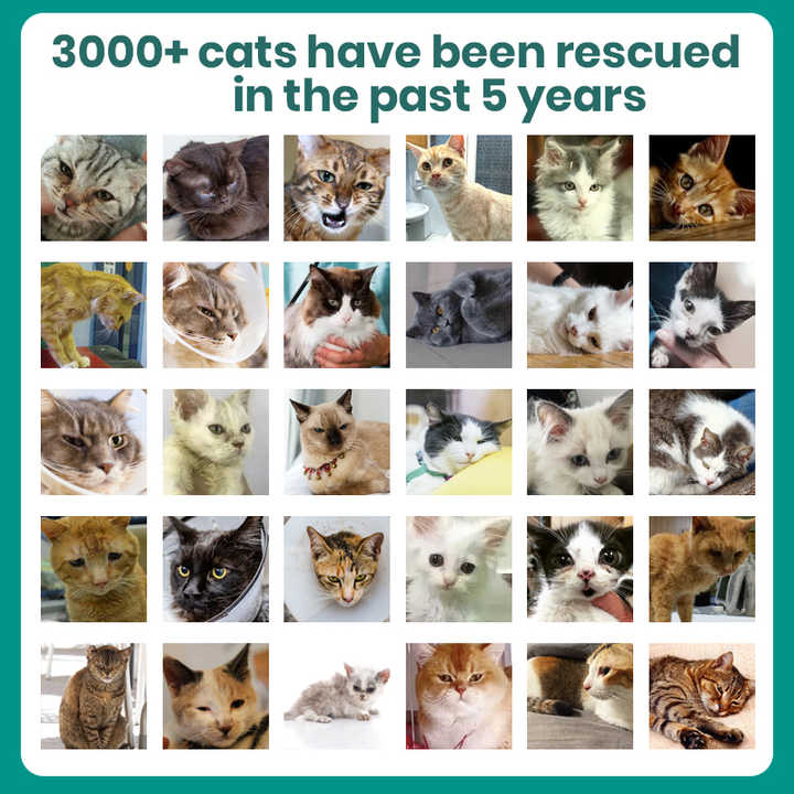 رعاية الحيوانات الأليفة ، علاج القطط القطط القطط الليفية ، التهاب الصفاق المعدي القطط Pet Care, Cat Treatment, Cat Fibroid, Feline Infectious Peritonitis