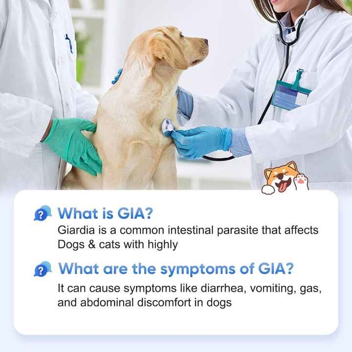 اختبار GIA Ag للكلب Pet Parvovirus Kit اختبار Giardia Ag سريعًا GIA Ag Test for Dog Pet Parvovirus Kit Giardia Ag Rapid Test