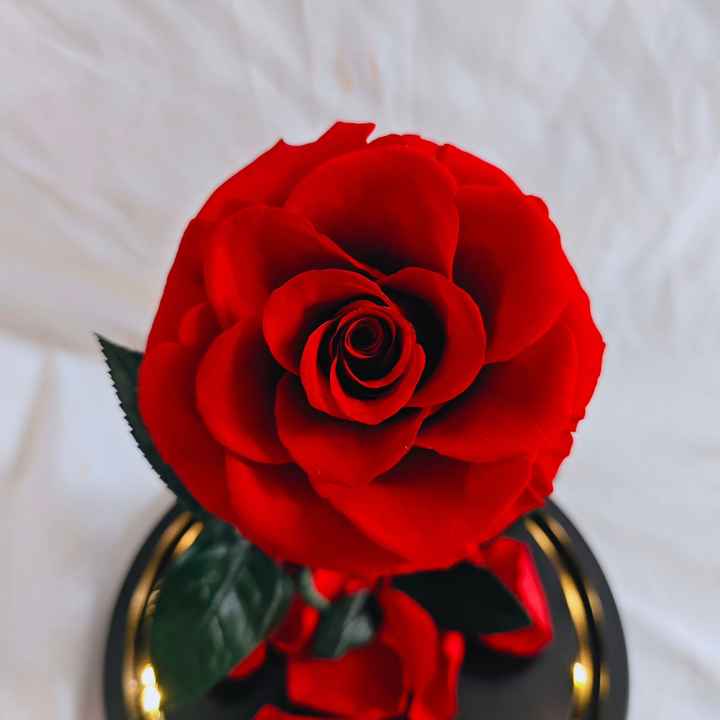 Gift for Valentine's Day and Birthday Gifts- High Value Real Rose Flowers