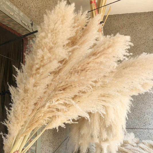 Dried decorative tall delicate pampas grass flower 