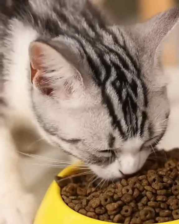 Strength Factory OEM High-Protein All-Age Dry Pet Food. 