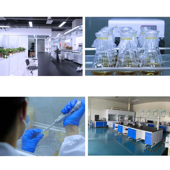 لوتين طبيعي تاجيتس إريكتا ل