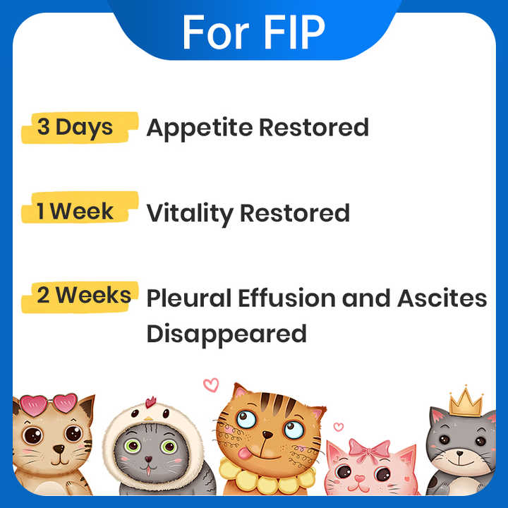 رعاية الحيوانات الأليفة ، علاج القطط القطط القطط الليفية ، التهاب الصفاق المعدي القطط Pet Care, Cat Treatment, Cat Fibroid, Feline Infectious Peritonitis