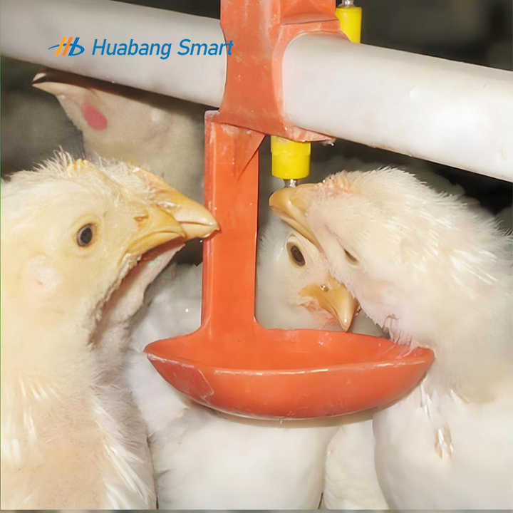 Chicken Drinking Bowls and Feeders 