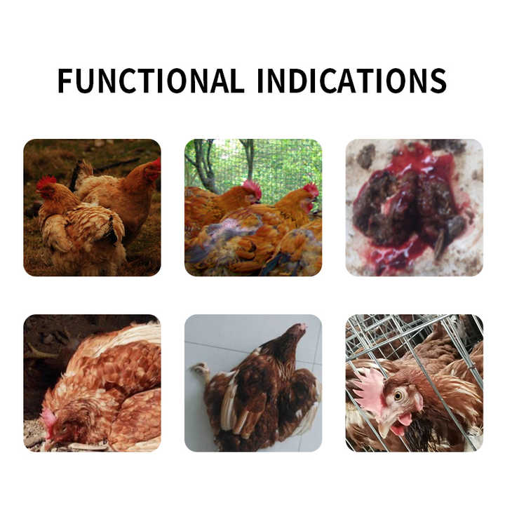 Chicken feed additives treat diseases 