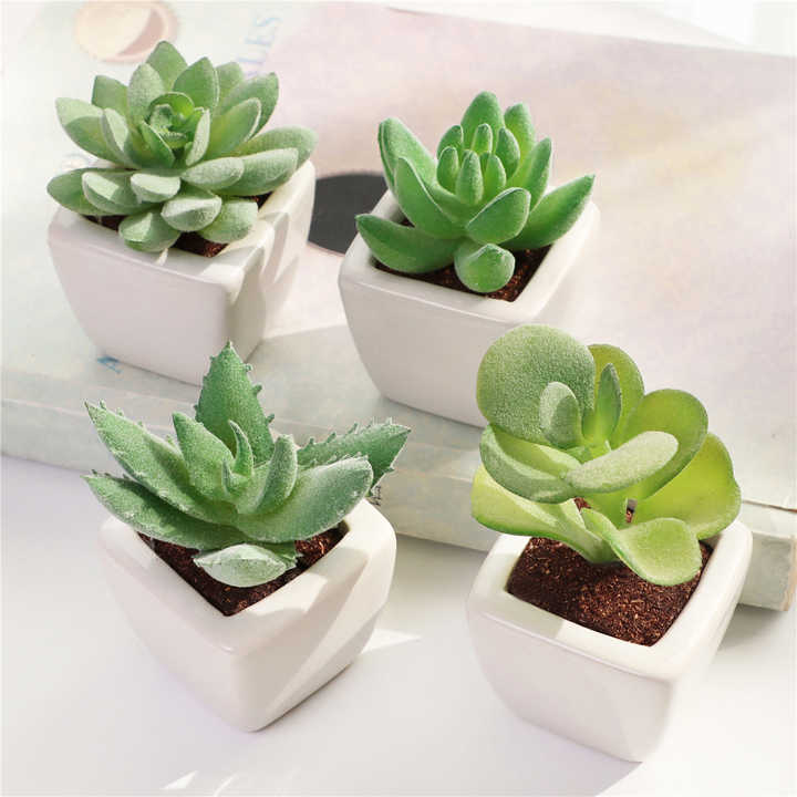 Set of 4 succulent plants. 