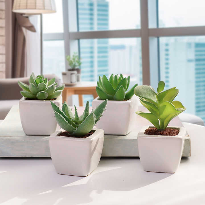 Set of 4 succulent plants. 