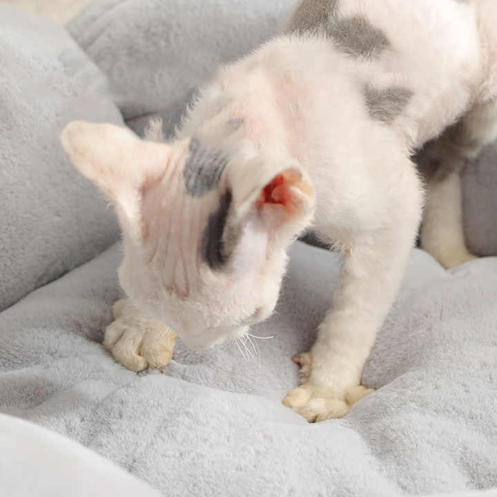 Princess Soothing Recreational Pet Bed Sofa. Mattresses. 