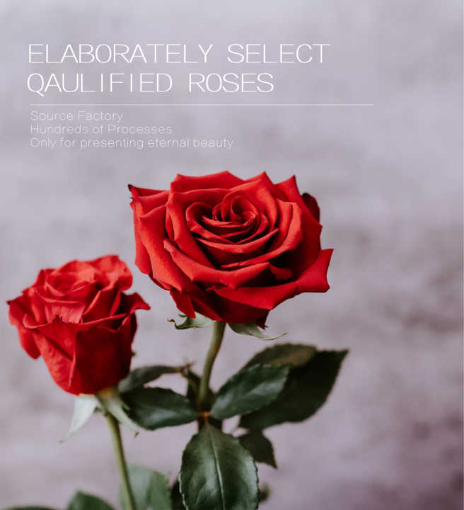 lowers Long Life Eternal Preserved Rose - Valentine's Day Gifts from HFloral, Immortal Decorative Flowers 